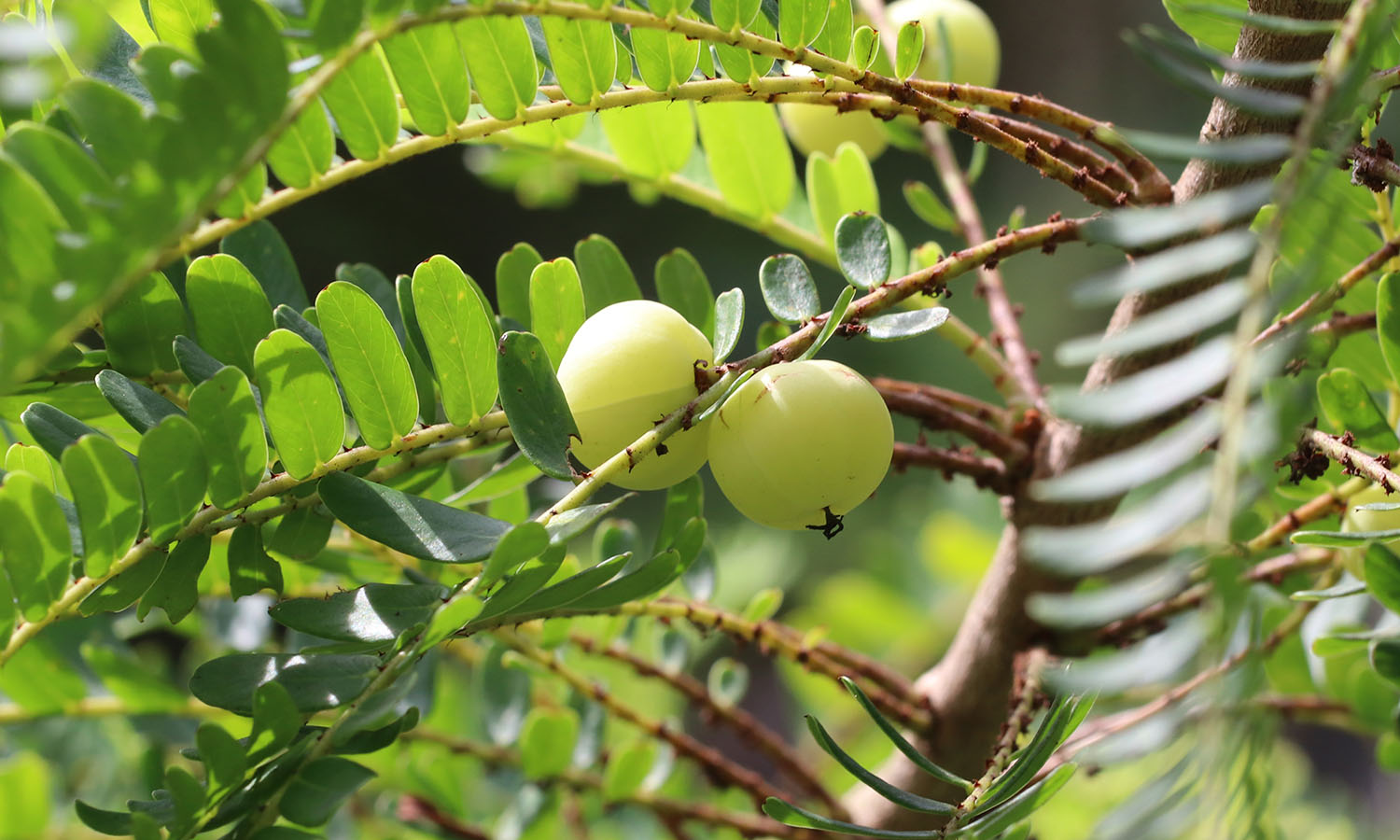Weird and wonderful local fruits of Hong Kong KFBG BlogKadoorie